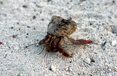 crab-1.jpg
